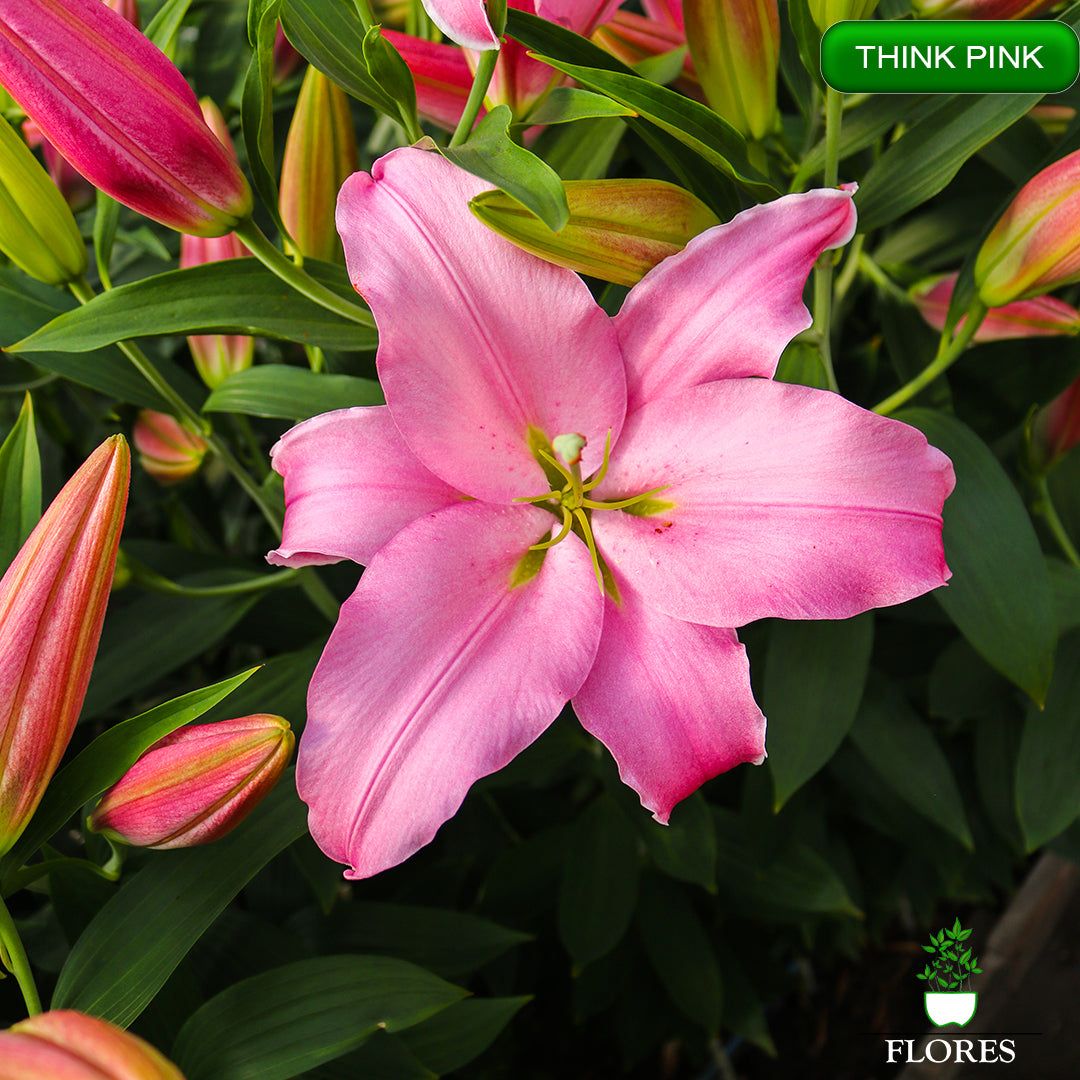 Think Pink lilija,āzijas lilijas latvijā,Baruta liliju sīpoli,pērc liliju sīpolus, liliju sīpoli cena,liliju sīpoli rīga,cik maksā liliju sīpoli,liliju sīpoli internetā, liliju sīpolu stādīšana,liliju sipoli,liliju sīpoli pirkt,liliju sīpoli cenas,kur nopirkt liliju sīpolus, liliju sīpoli kur pirkt,liliju sīpoli kandava,liliju sīpoli tukums,liliju sīpoli talsi,liliju sīpoli pūre, liliju sīpoli kuldīga,liliju sīpoli ventspils,liliju sīpoli jelgava,liliju sīpoli saldus,liliju sīpoli liepāja
