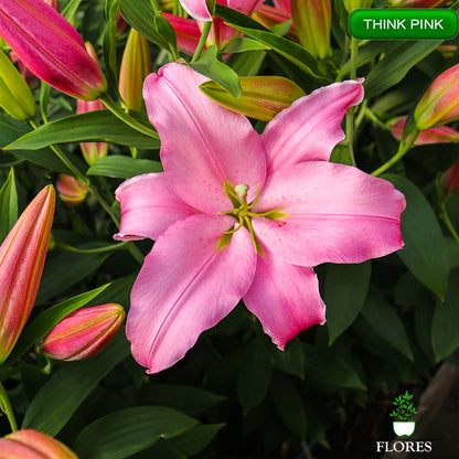 Think Pink lilija,āzijas lilijas latvijā,Baruta liliju sīpoli,pērc liliju sīpolus, liliju sīpoli cena,liliju sīpoli rīga,cik maksā liliju sīpoli,liliju sīpoli internetā, liliju sīpolu stādīšana,liliju sipoli,liliju sīpoli pirkt,liliju sīpoli cenas,kur nopirkt liliju sīpolus, liliju sīpoli kur pirkt,liliju sīpoli kandava,liliju sīpoli tukums,liliju sīpoli talsi,liliju sīpoli pūre, liliju sīpoli kuldīga,liliju sīpoli ventspils,liliju sīpoli jelgava,liliju sīpoli saldus,liliju sīpoli liepāja