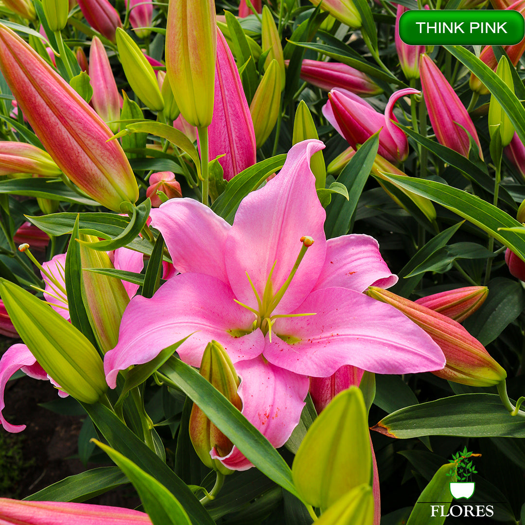 Think Pink lilija,āzijas lilijas latvijā,Baruta liliju sīpoli,pērc liliju sīpolus, liliju sīpoli cena,liliju sīpoli rīga,cik maksā liliju sīpoli,liliju sīpoli internetā, liliju sīpolu stādīšana,liliju sipoli,liliju sīpoli pirkt,liliju sīpoli cenas,kur nopirkt liliju sīpolus, liliju sīpoli kur pirkt,liliju sīpoli kandava,liliju sīpoli tukums,liliju sīpoli talsi,liliju sīpoli pūre, liliju sīpoli kuldīga,liliju sīpoli ventspils,liliju sīpoli jelgava,liliju sīpoli saldus,liliju sīpoli liepāja