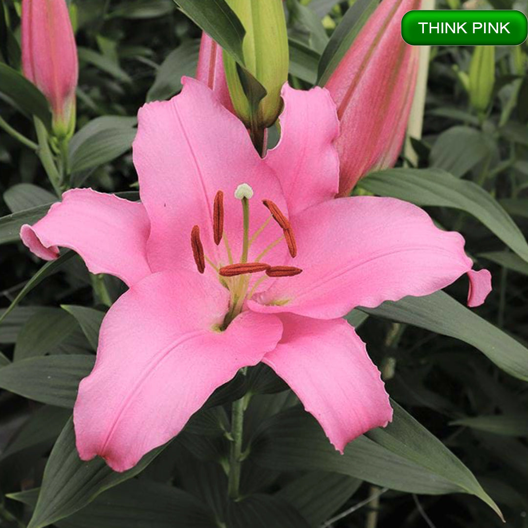 Think Pink lilija,āzijas lilijas latvijā,Baruta liliju sīpoli,pērc liliju sīpolus, liliju sīpoli cena,liliju sīpoli rīga,cik maksā liliju sīpoli,liliju sīpoli internetā, liliju sīpolu stādīšana,liliju sipoli,liliju sīpoli pirkt,liliju sīpoli cenas,kur nopirkt liliju sīpolus, liliju sīpoli kur pirkt,liliju sīpoli kandava,liliju sīpoli tukums,liliju sīpoli talsi,liliju sīpoli pūre, liliju sīpoli kuldīga,liliju sīpoli ventspils,liliju sīpoli jelgava,liliju sīpoli saldus,liliju sīpoli liepāja