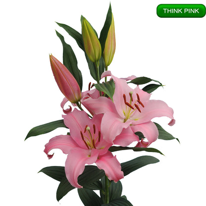 Think Pink lilija,āzijas lilijas latvijā,Baruta liliju sīpoli,pērc liliju sīpolus, liliju sīpoli cena,liliju sīpoli rīga,cik maksā liliju sīpoli,liliju sīpoli internetā, liliju sīpolu stādīšana,liliju sipoli,liliju sīpoli pirkt,liliju sīpoli cenas,kur nopirkt liliju sīpolus, liliju sīpoli kur pirkt,liliju sīpoli kandava,liliju sīpoli tukums,liliju sīpoli talsi,liliju sīpoli pūre, liliju sīpoli kuldīga,liliju sīpoli ventspils,liliju sīpoli jelgava,liliju sīpoli saldus,liliju sīpoli liepāja